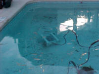Bob in the pool on his first test.