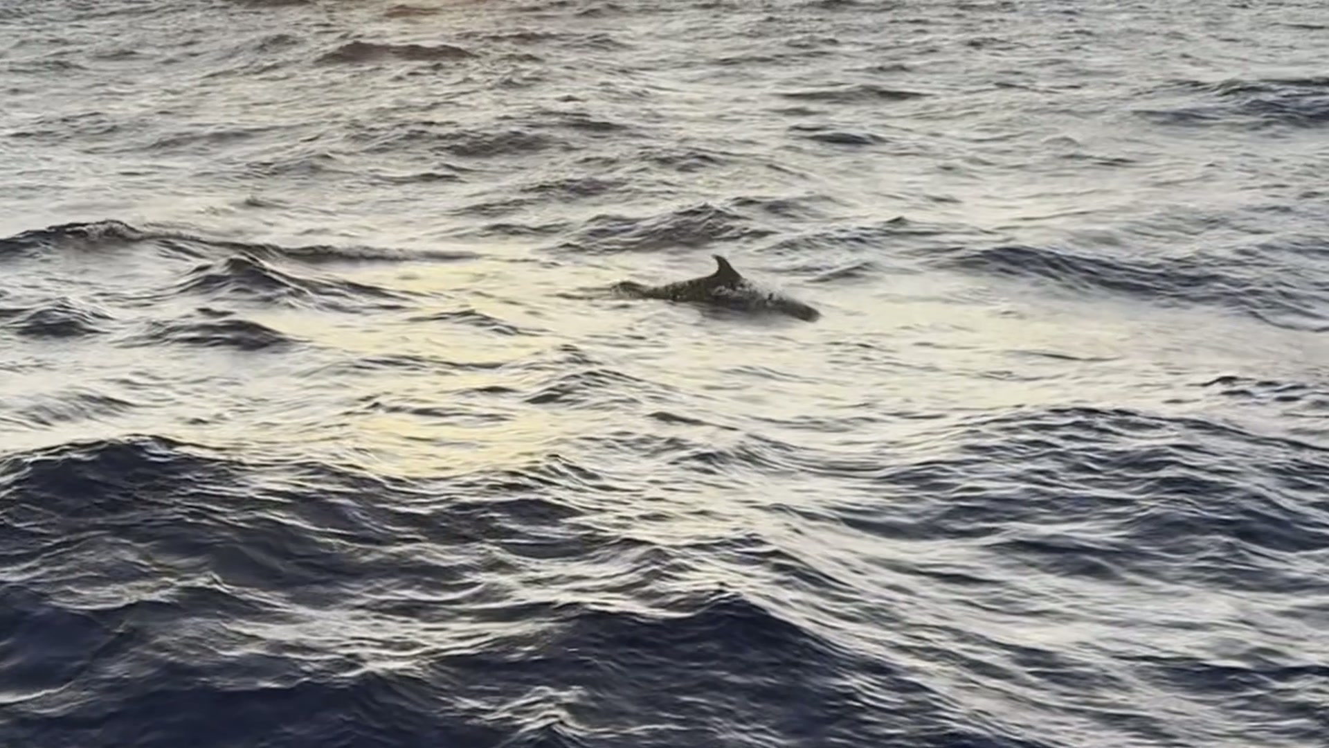 Puerto Rican Dolphin Sunrise still 1